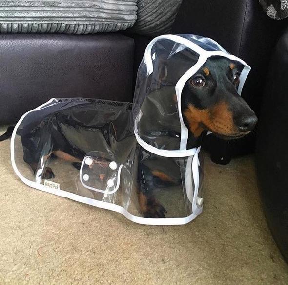 Dackel im transparenten Regenmantel auf Teppich, Hundebekleidung, wasserdicht, Haustierzubehör.