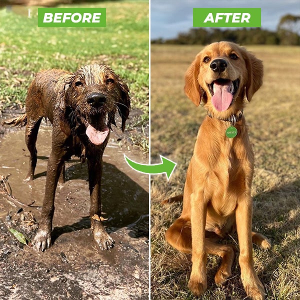 Vorher-Nachher-Bild eines Hundes, schmutzig und sauber, Golden Retriever, draußen auf Wiese.