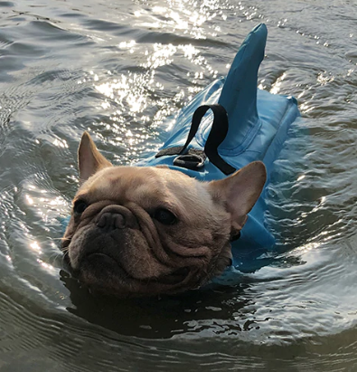 Französische Bulldogge mit blauer Hundeschwimmweste im Wasser, Sicherheitsausrüstung.