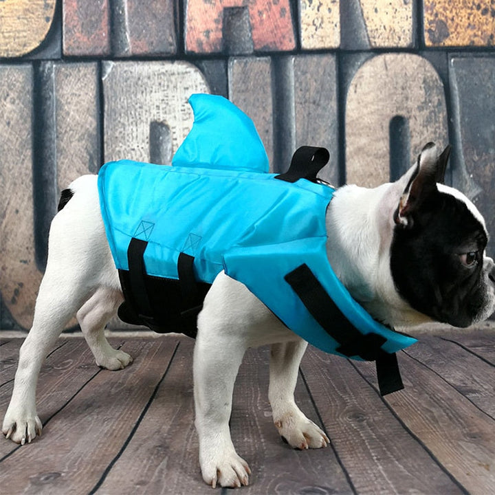 Französische Bulldogge in blauem Haifisch-Hundeschwimmweste auf Holzboden.