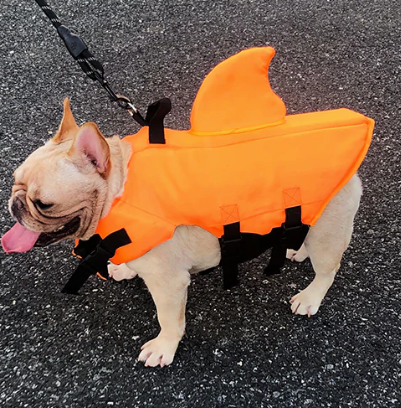 Französische Bulldogge in orangefarbener Hundeschwimmweste mit Haifischflosse auf Asphalt.