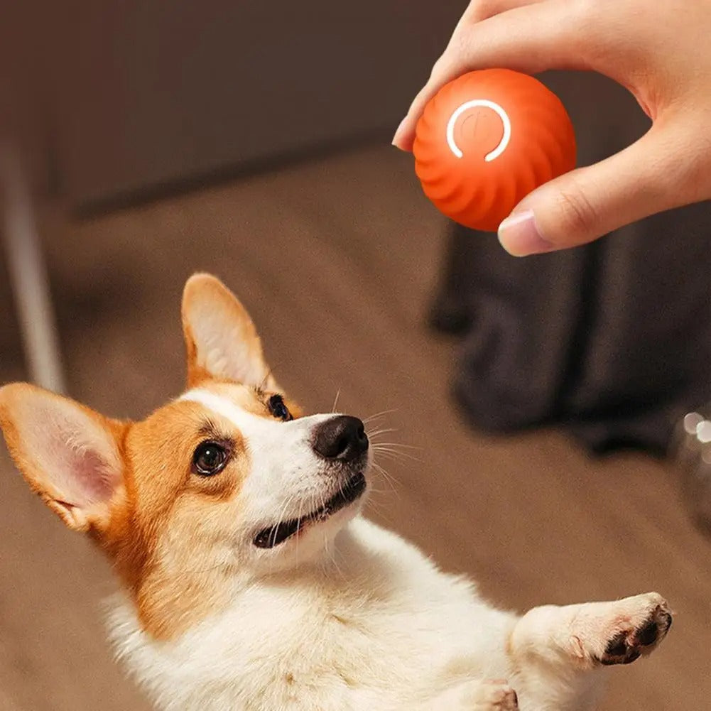 Hund spielt mit rotem interaktivem Ball, Corgi, Haustierspielzeug, Indoor-Aktivität, Unterhaltung.