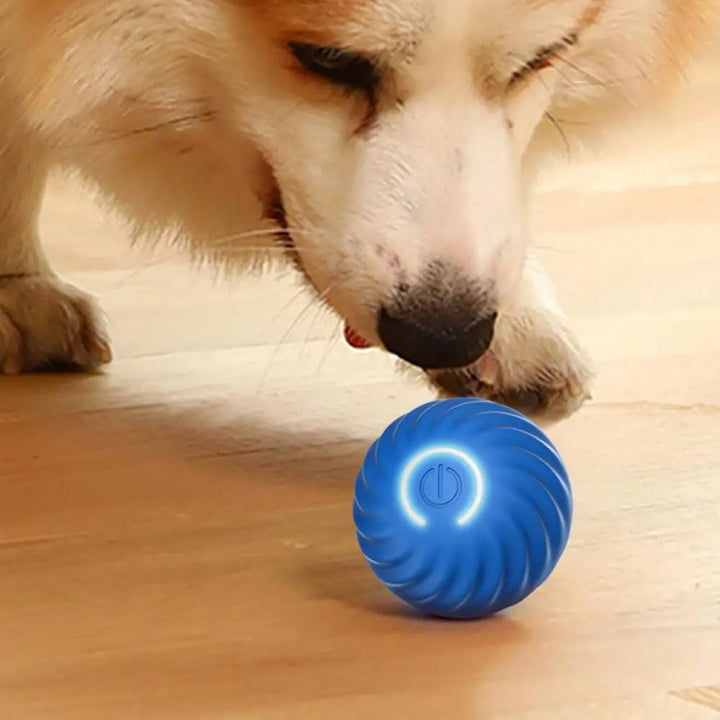 Hund spielt mit blauem interaktivem Hundespielzeugball auf Holzboden.