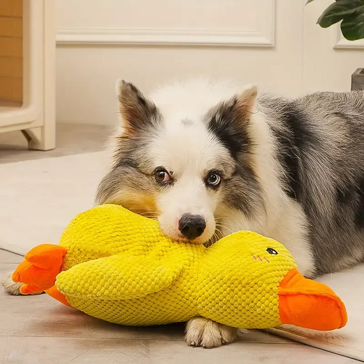 Hund mit gelbem Plüsch-Entenspielzeug, Border Collie, Haustierbedarf, Kauspielzeug.