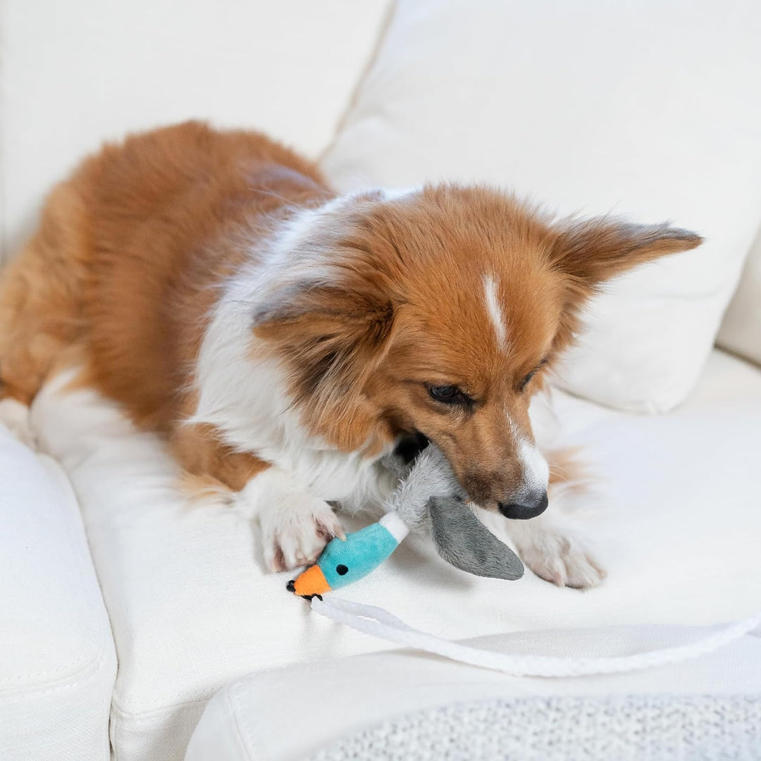 Hund spielt mit Plüschspielzeug Ente auf weißem Sofa, interaktives Hundespielzeug, braun-weiß.