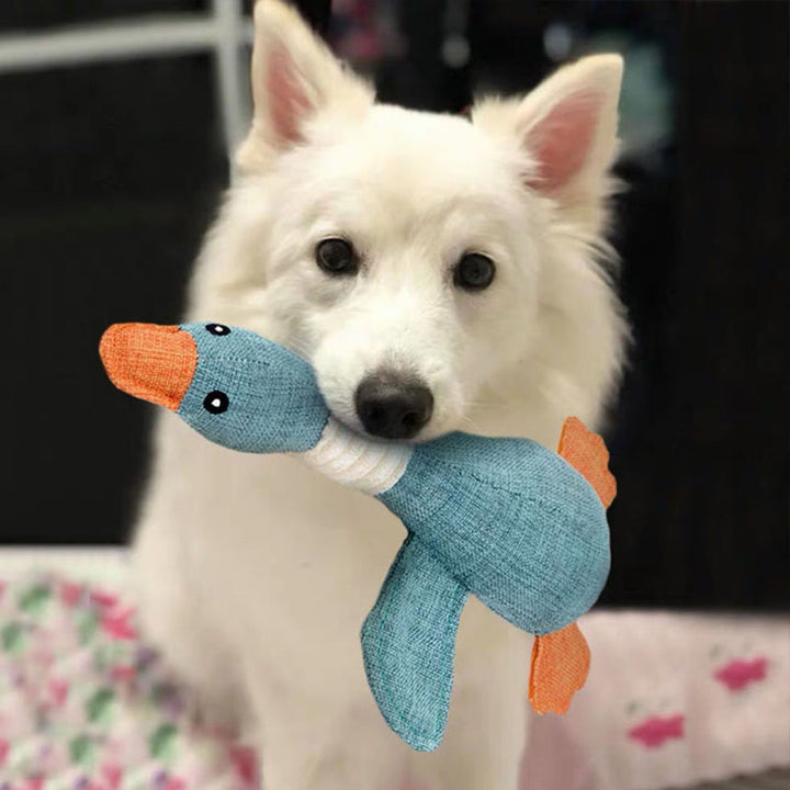 Weißer Hund mit blauem Plüschspielzeug Ente im Maul, niedlich, Haustierbedarf, Spielzeug für Hunde.