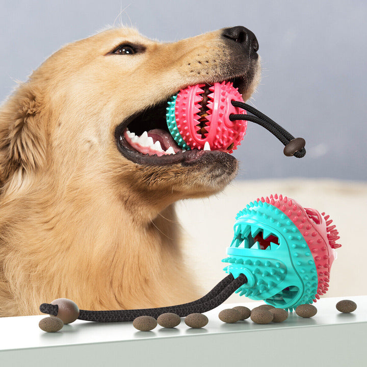 Hund mit buntem Kauspielzeug, Zahnpflegeball, interaktives Hundespielzeug, robustes Seil.