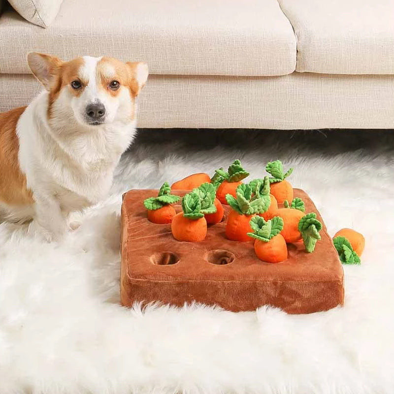 Corgi neben interaktivem Hundespielzeug mit Karotten auf weißem Teppich vor beigem Sofa.