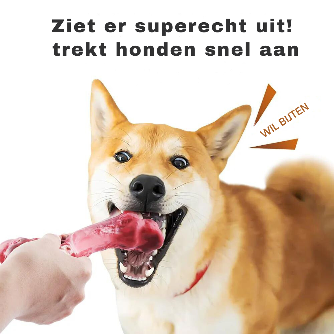 Hund beißt in rotes Hundespielzeug, Shiba Inu, interaktives Kauspielzeug, Hundetraining.