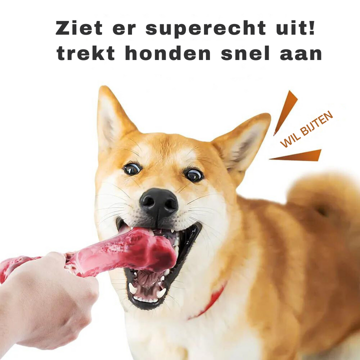 Hund beißt in rotes Hundespielzeug, Shiba Inu, interaktives Kauspielzeug, Hundetraining.