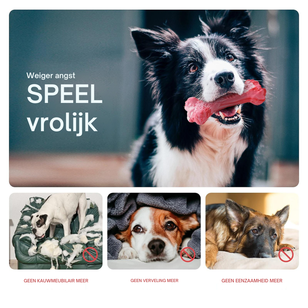 Hund mit rosa Kauspielzeug, Border Collie, spielerisch, glücklich, Haustierbedarf, Hundezubehör