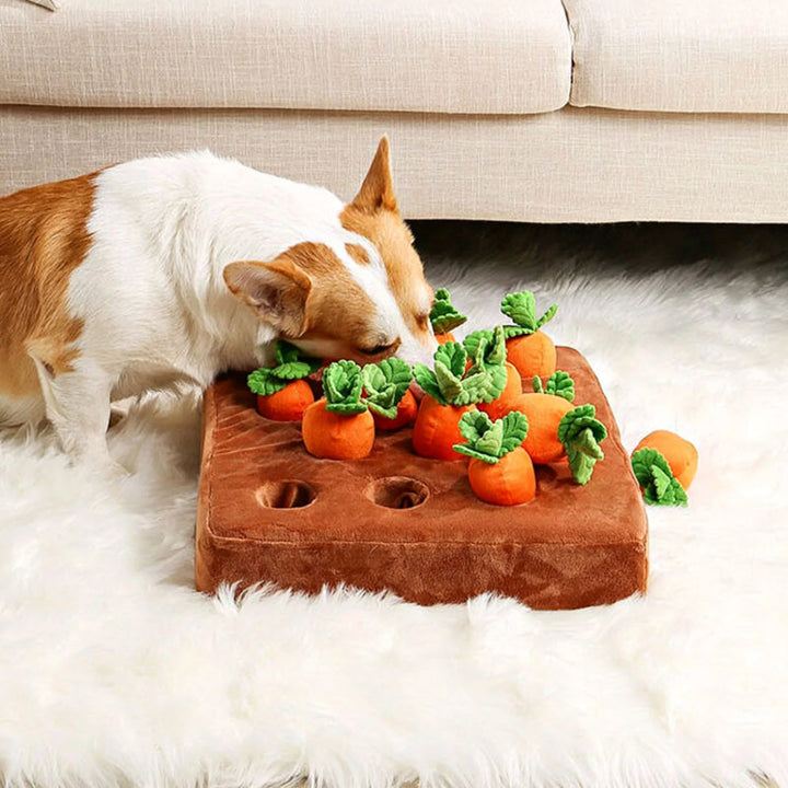 Hund spielt mit Plüsch-Karotten-Spielzeug auf weißem Teppich, interaktives Hundespielzeug.