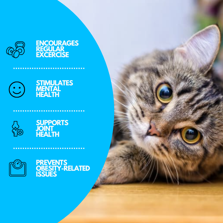 Graue getigerte Katze auf Holztisch, Nahaufnahme, Haustier, Tiergesundheit, niedlich, entspannt.