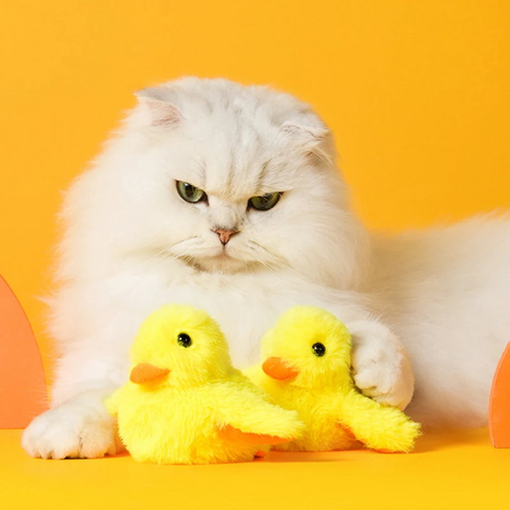 Weiße Katze mit gelben Plüschenten vor gelbem Hintergrund, niedliches Haustierfoto.
