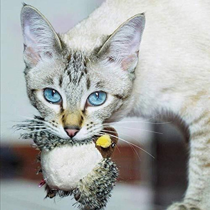 Siamkatze mit blauen Augen hält Spielzeugvogel im Maul, Haustier, Katzenzubehör, Spielzeug.