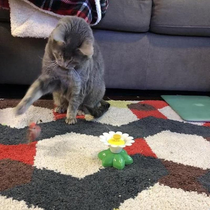 Graue Katze spielt mit interaktivem Katzenspielzeug auf buntem Teppich vor grauem Sofa.
