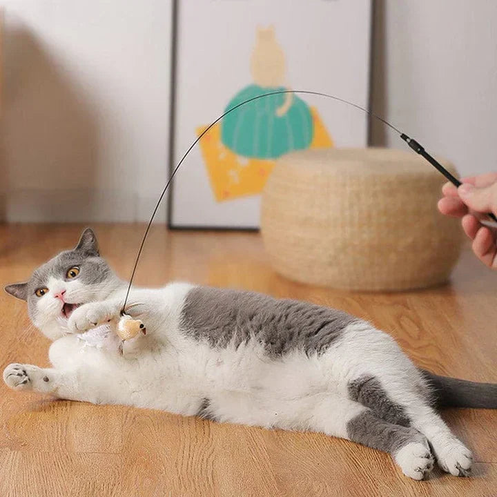 Graue und weiße Katze spielt mit Katzenspielzeug Angel auf Holzboden.