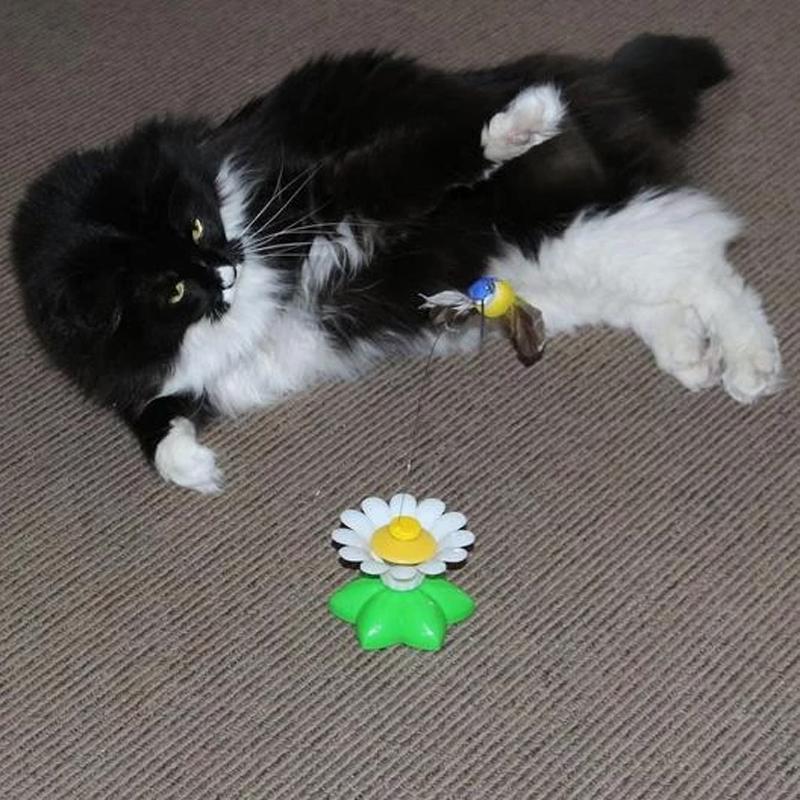 Schwarz-weiße Katze spielt mit interaktivem Katzenspielzeug, Gänseblümchen-Design, auf Teppich.