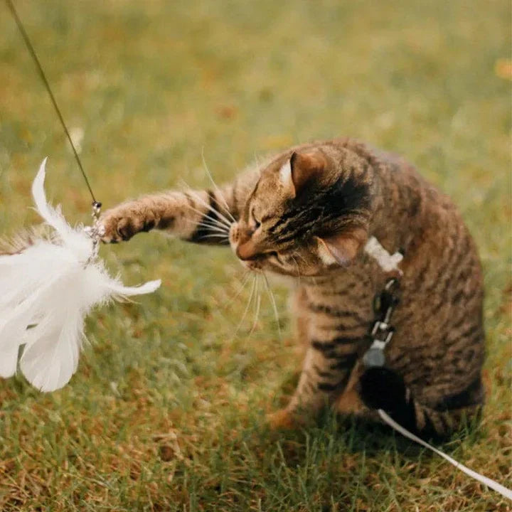 Braun getigerte Katze spielt mit weißem Feder-Spielzeug im Gras, Haustier, Katzenzubehör.