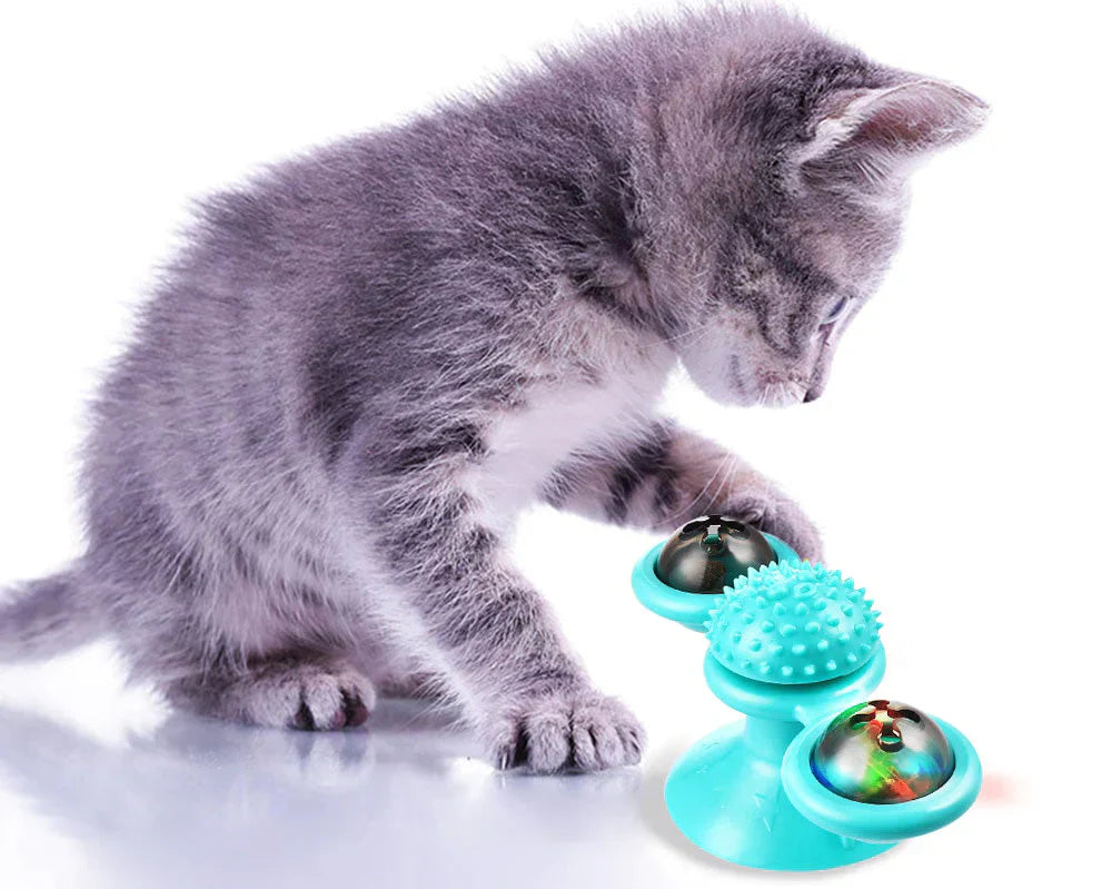 Graues Kätzchen spielt mit blauem interaktivem Katzenspielzeug, Kunststoff, Stimulation.