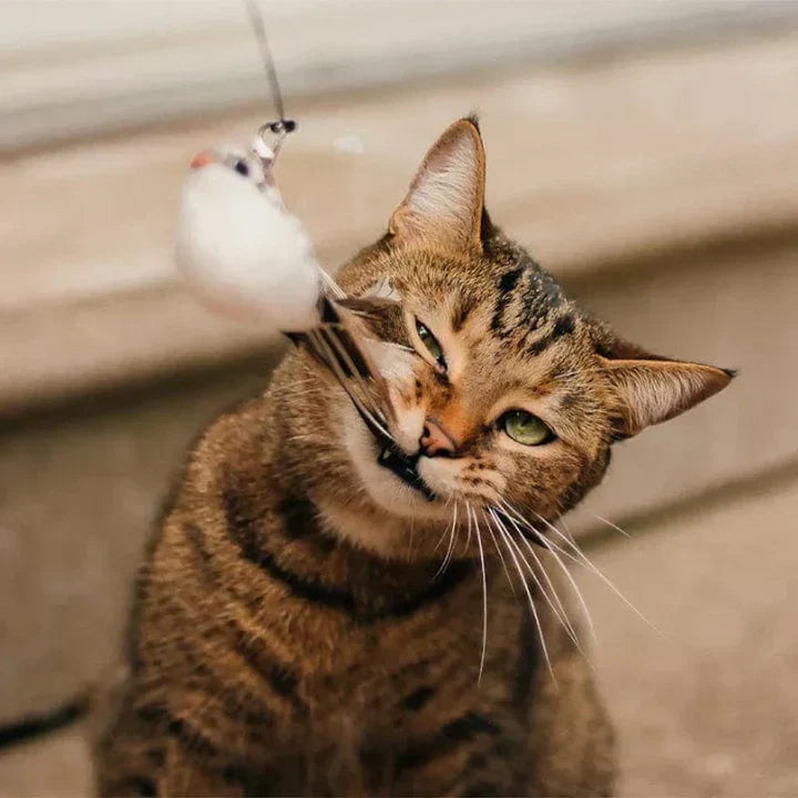 Getigerte Katze spielt mit weißem Vogelspielzeug, Haustierunterhaltung, Katzenzubehör.