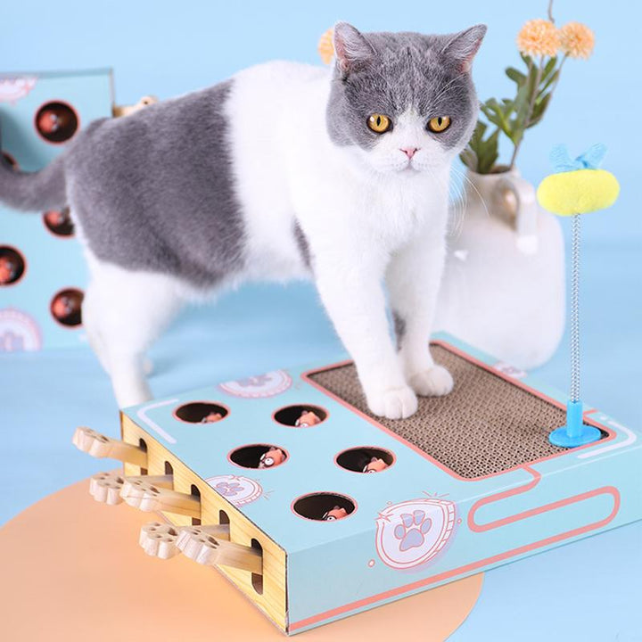 Grauer und weißer Katze mit interaktivem Katzenspielzeug aus Pappe und Kratzbrett.