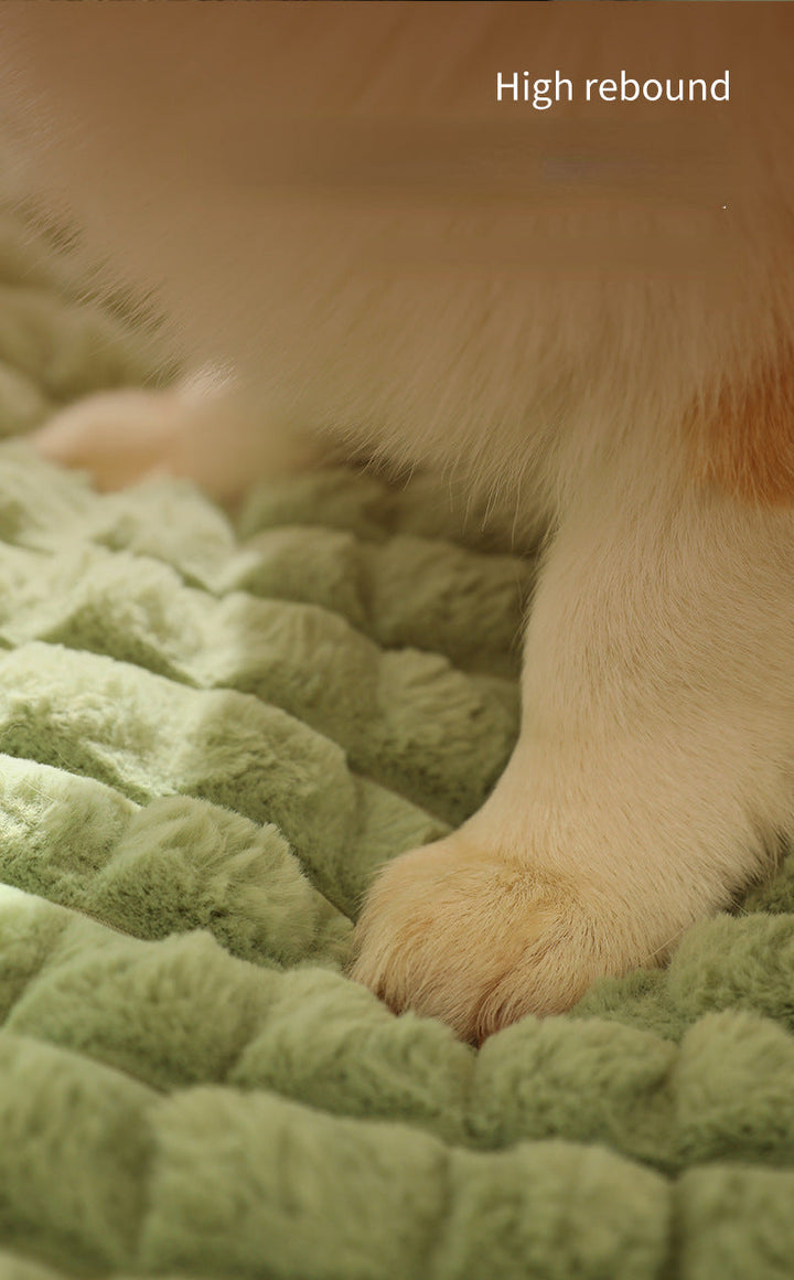 Hundepfote auf grünem, weichem Hundebett mit hoher Rückfederung, Komfort für Haustiere.