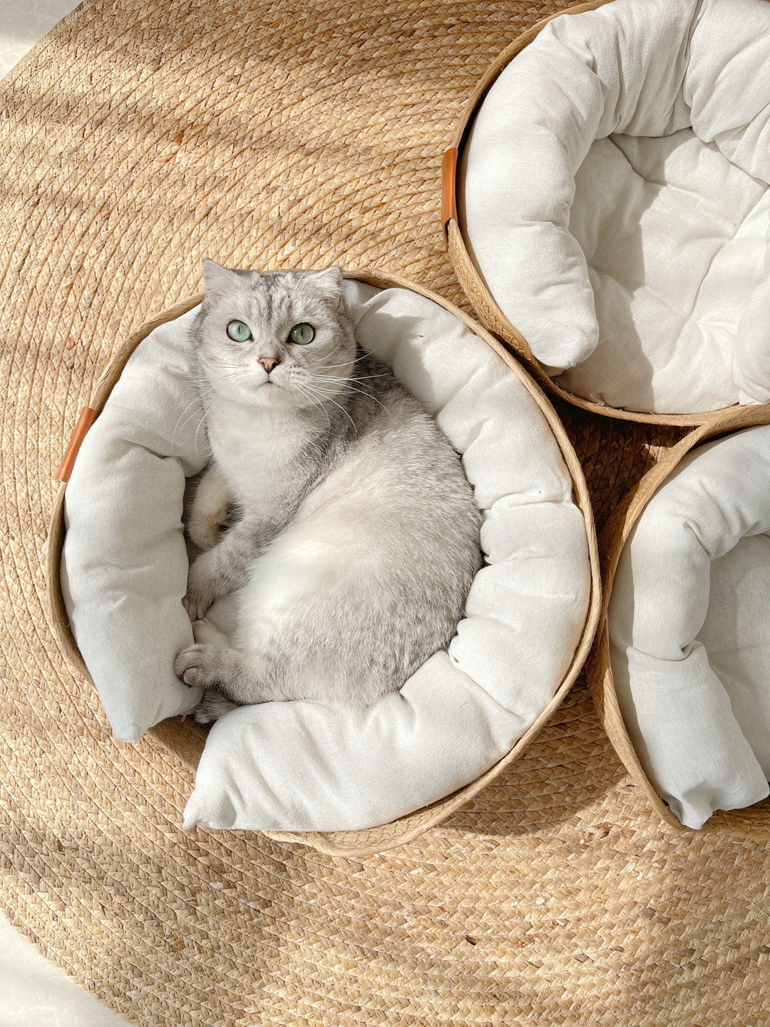 Graue Katze in rundem, geflochtenem Katzenbett auf Juteteppich, gemütlich, Haustierbedarf.