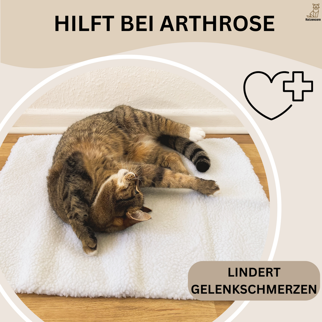 Katze auf weißer, weicher Matte, hilft bei Arthrose, lindert Gelenkschmerzen.