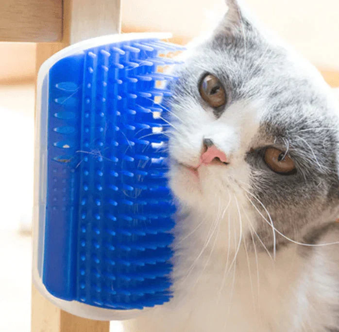 Graue Katze reibt sich an blauer Katzenbürste, Selbstpflege, Haustierpflege-Zubehör.