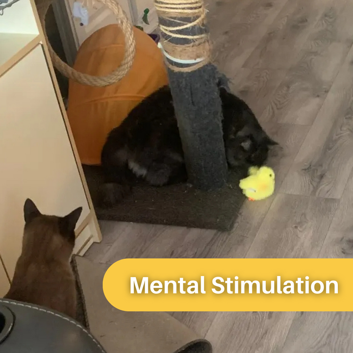 Zwei Katzen spielen mit gelbem Plüschspielzeug auf Holzboden neben Kratzbaum.