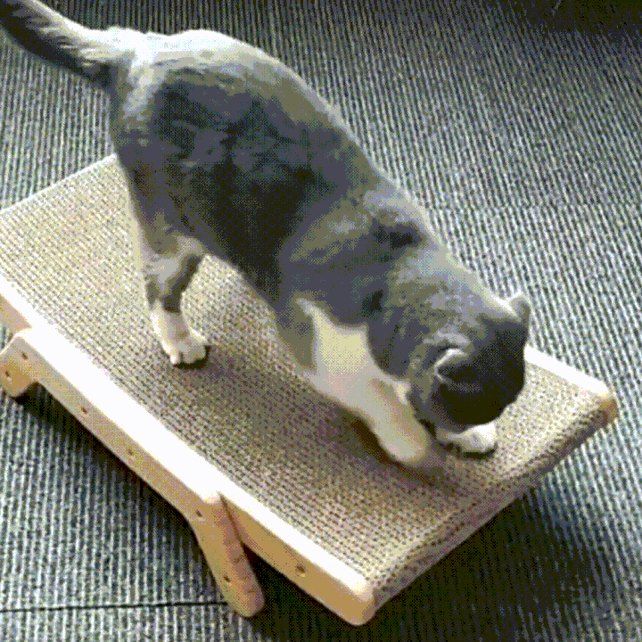 Graue Katze kratzt auf Zen Kratzbett aus Holz und Sisal, ideal für Katzenpflege und Entspannung.