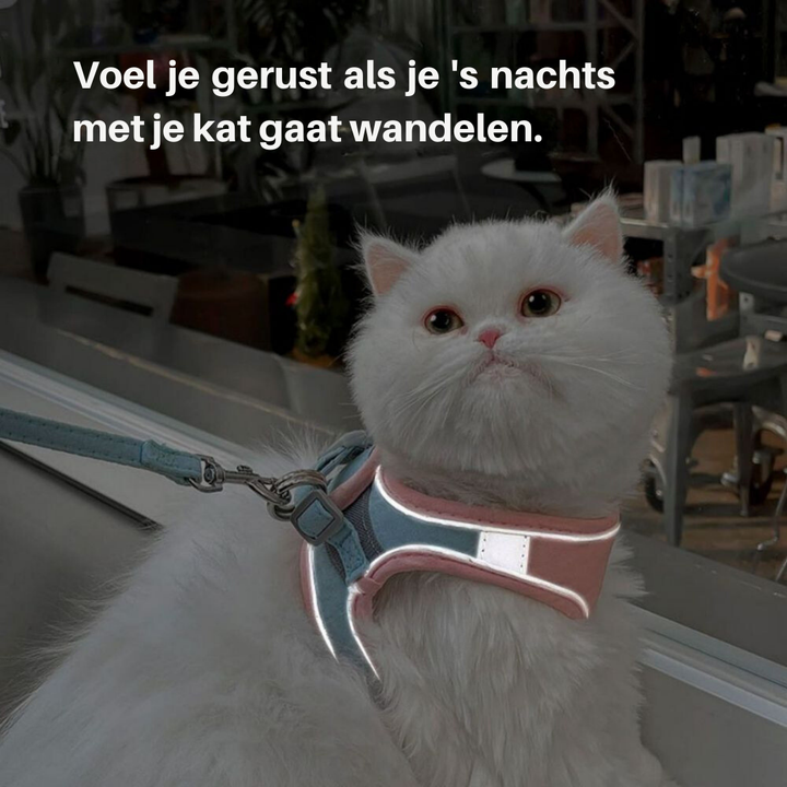 Weiße Katze mit reflektierendem Geschirr und Leine, ideal für nächtliche Spaziergänge.