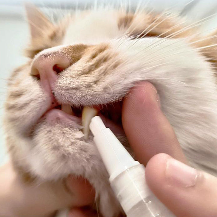 Katze erhält Zahnpflege mit Zahnbürste, Nahaufnahme, Zahnhygiene für Haustiere, weiß-orange Katze.