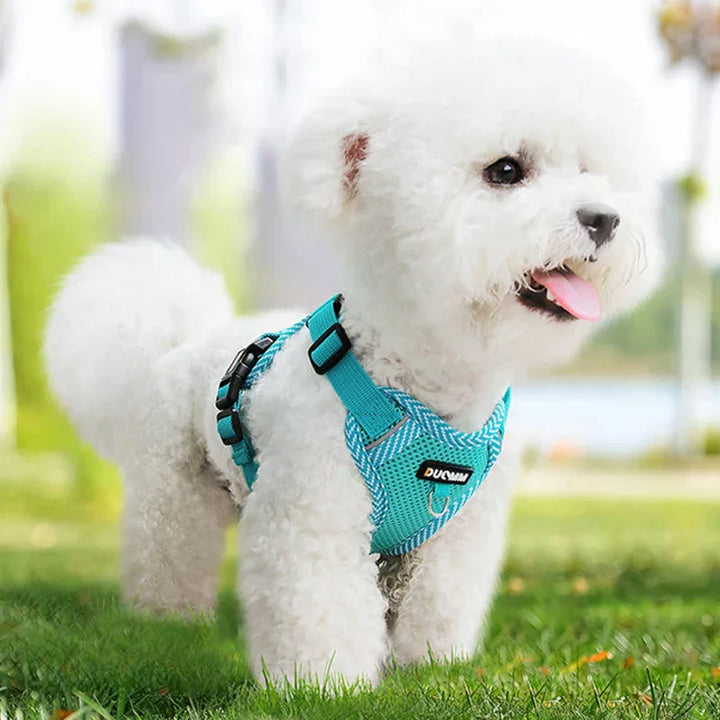 Weißer Hund mit blauem Mesh-Hundegeschirr, atmungsaktiv, für kleine Hunde im Freien.