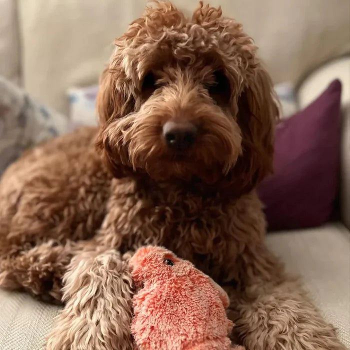 Lockiger brauner Hund mit rosa Plüschspielzeug auf beigem Sofa.
