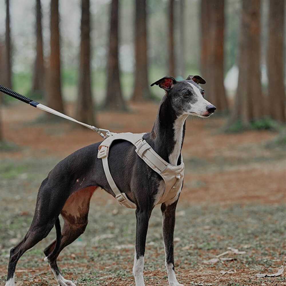 Hund mit leichtem, wasserdichtem, atmungsaktivem Anti-Zug-Geschirr und Multifunktionsleine im Wald.