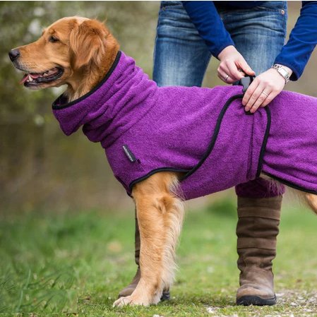 Goldener Retriever in lila Hundebademantel, Outdoor, Hundebekleidung, wasserabsorbierend.