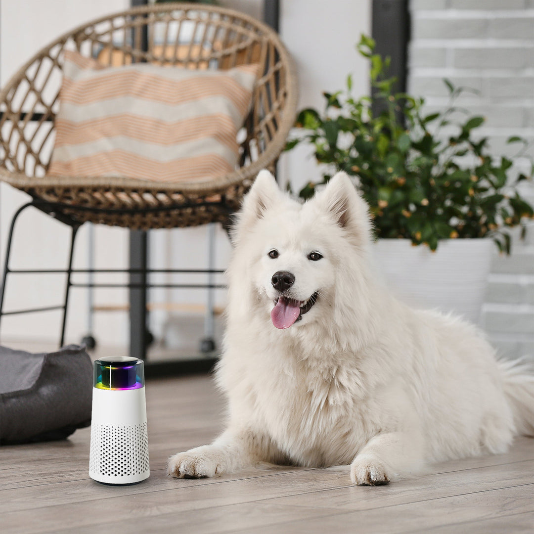 Weißer Samojede-Hund neben Luftreiniger im modernen Wohnzimmer, Rattan-Stuhl im Hintergrund.