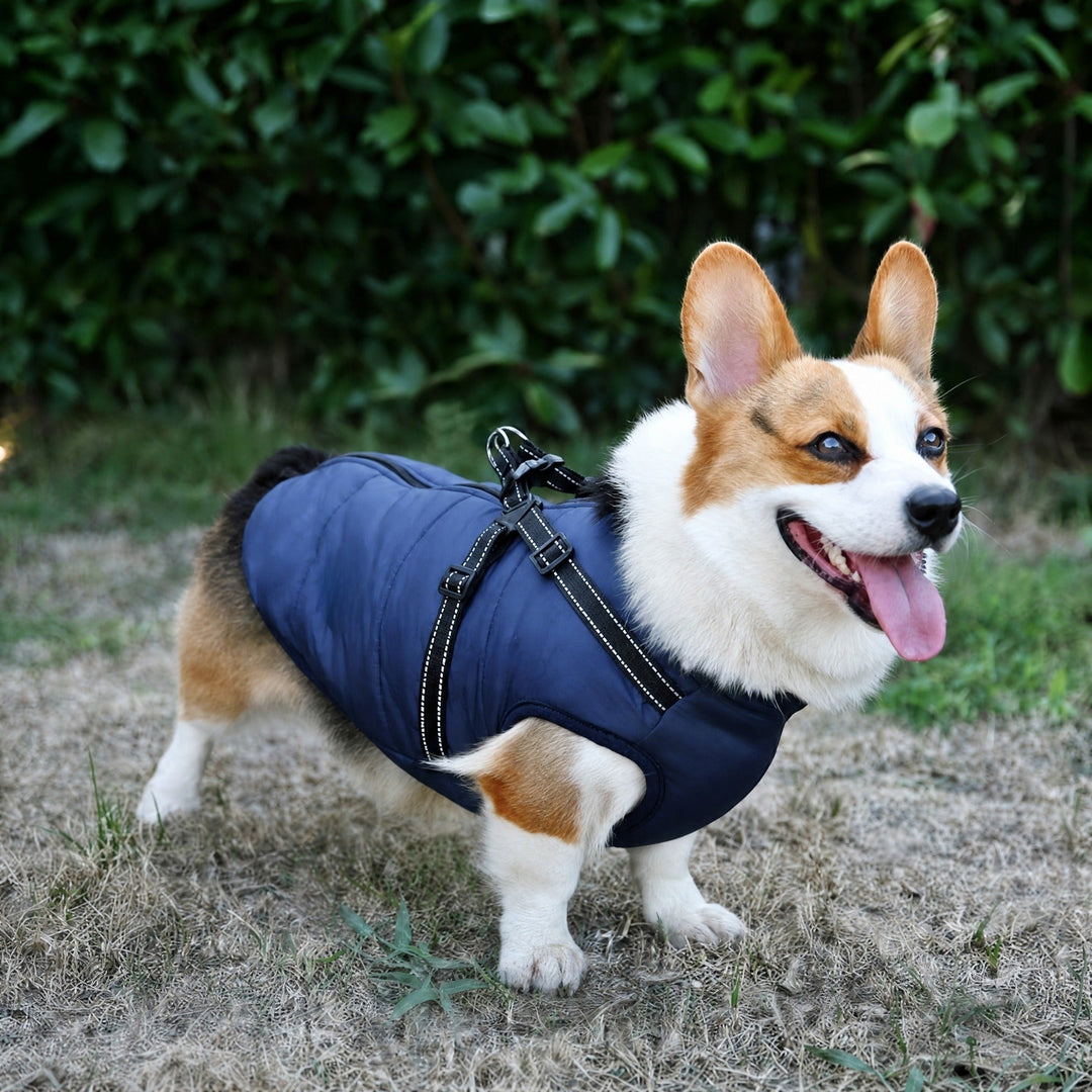 Welsh corgi v tmavě modrém kabátku s reflexním postrojem stojí venku a vesele se dívá do dálky. 3