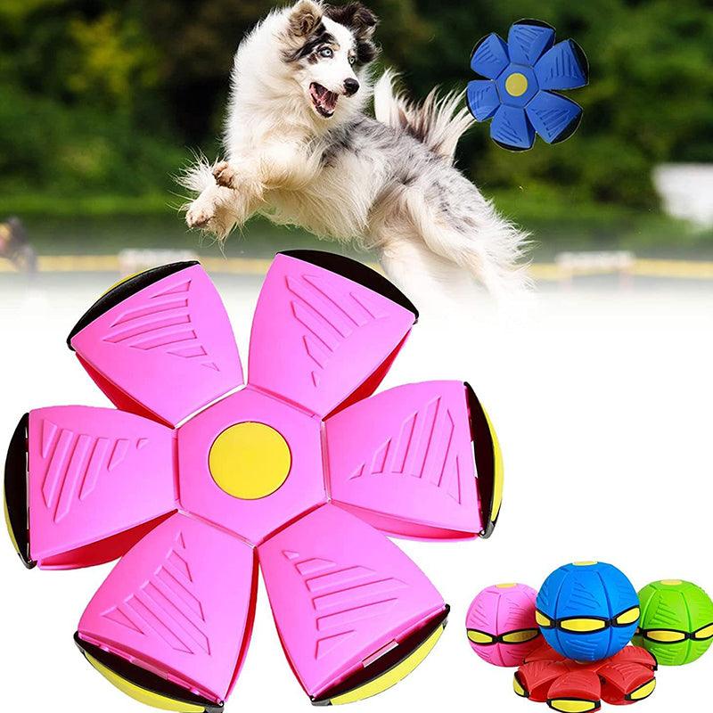 Hund spielt mit pinkem, fliegendem Scheibenball im Park, interaktives Hundespielzeug.